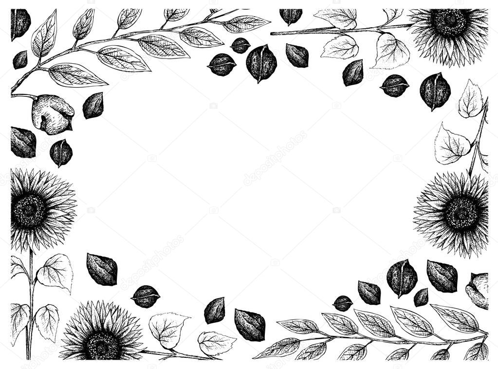 Hand Drawn Frame of Sunflowers and Black Walnuts