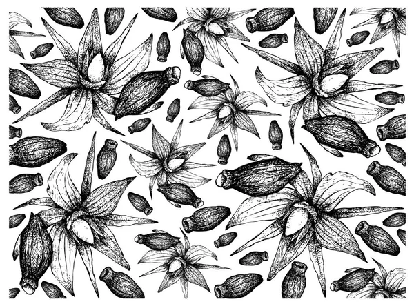 Hand gezeichnet von Borretsch Samen auf weißem Hintergrund — Stockvektor
