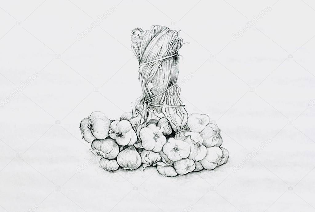 Hand Drawn of Garlic on White Background