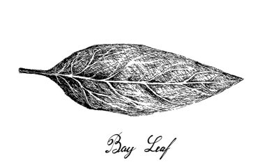 Taze Defne Bitkisi El Çizilmiş 