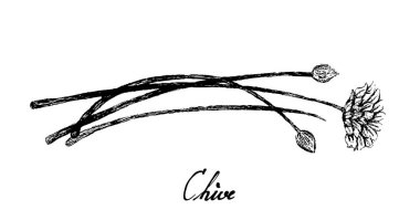 Çiçeklerle Sarımsak Chives El Çizilmiş
