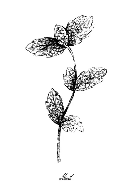 白に新鮮なペパーミントの葉の手描き — ストックベクタ