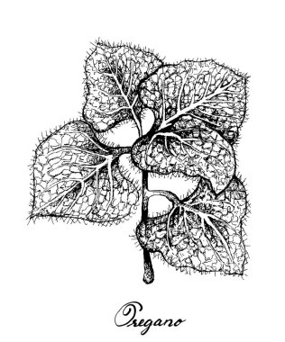 Beyaz Taze Kekik Bitkisi El Çizilmiş