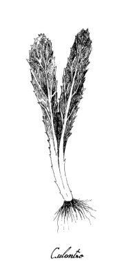 Hand Drawn of Fresh Culantro Plant on White clipart