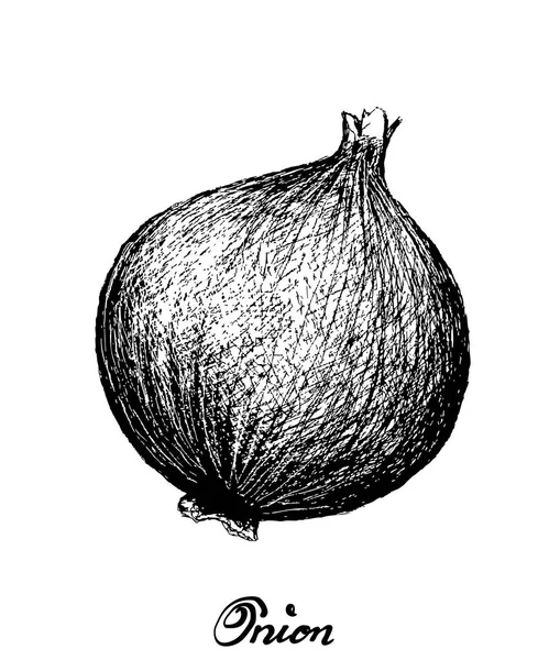 Dibujado a mano de cebolla amarilla fresca sobre fondo blanco — Vector de stock
