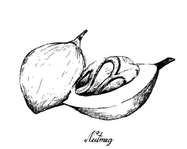 Mão desenhada de frutas frescas de noz-moscada —  Vetores de Stock