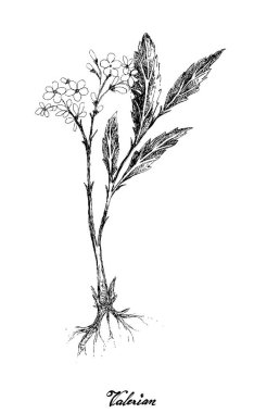 Pembe Çiçekli Kediotu Bitkilerinden El Çizilmiş