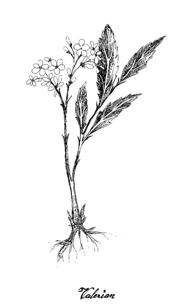 Disegnato a mano di piante di valeriana con fiore rosa — Vettoriale Stock