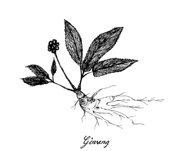 Hand Drawn of Ginseng Plants with Benefit Root - Stok Vektor