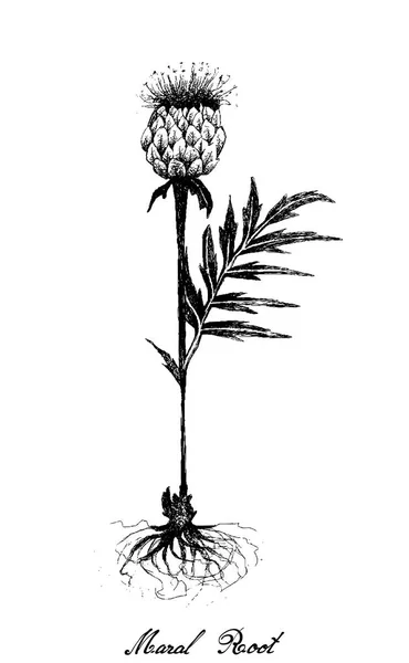 Dessiné à la main de la plante racine de maral sur blanc — Image vectorielle