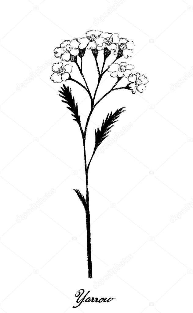 Hand Drawn of Achillea Millefolium or Yarrow Plants