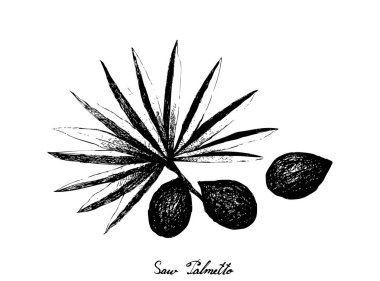 Yapraklı Testere Palmetto Meyveleri El Çizilmiş