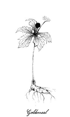 Hand Drawn of Hydrastis Canadensis or Goldenseal Plant clipart