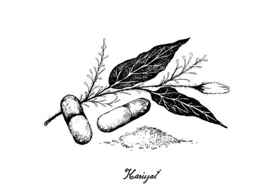 Hap ile Kariyat Bitki El Çizilmiş