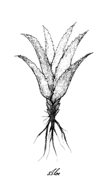 新鲜芦荟植物的手绘 — 图库矢量图片