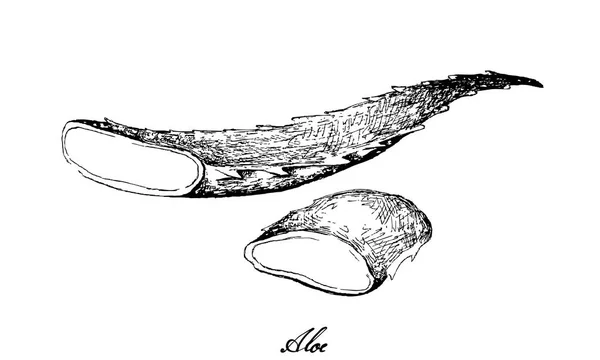 Ręcznie rysowane liść świeżego aloesu — Wektor stockowy