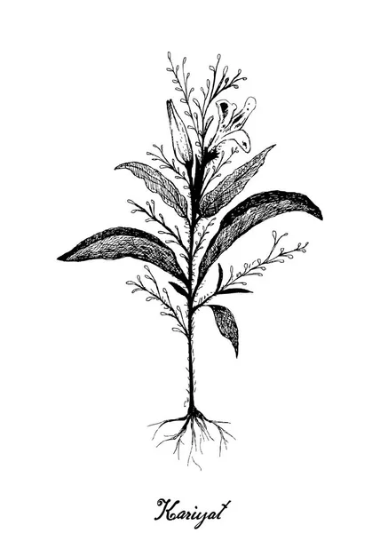 Ручной рисунок растений Карият или Андрографис Паникулата — стоковый вектор