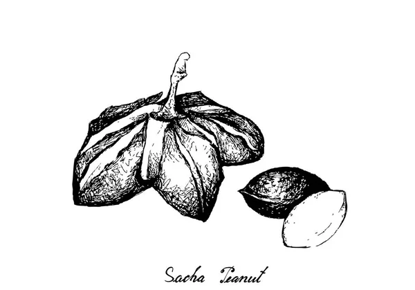 Dibujado a mano de cacahuetes Sacha sobre fondo blanco — Vector de stock