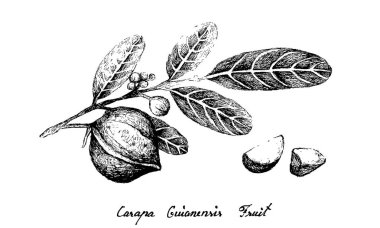 Carapa Guianensis Meyvesi 'nin El Çizimi