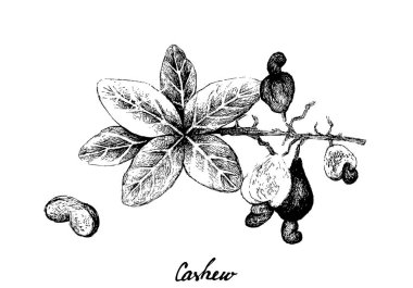 Taze Kaju Fıstığının Bir Bitki üzerine El Çizilmesi