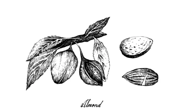 Dibujado a mano de almendras en una rama — Vector de stock