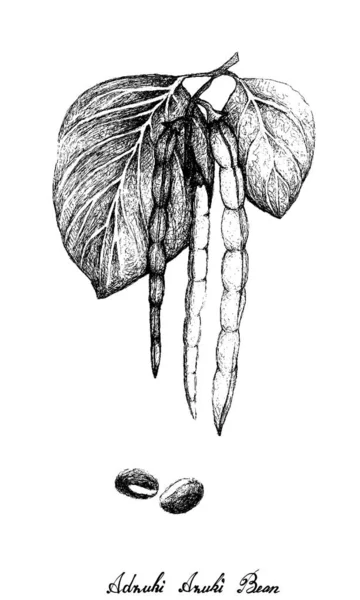 Hand gezeichnet von Adzuki-Bohnenpflanzen auf weißem Hintergrund — Stockvektor