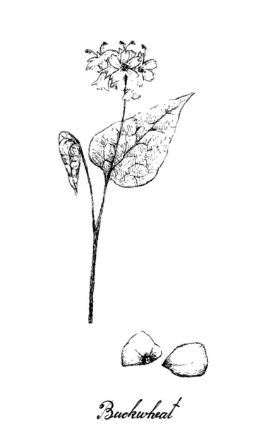 Dessiné à la main de sarrasin sur fond blanc — Image vectorielle
