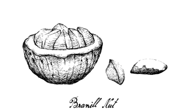 Brezilya 'nın El Çizimi Beyaz Arkaplanda Fındık — Stok Vektör