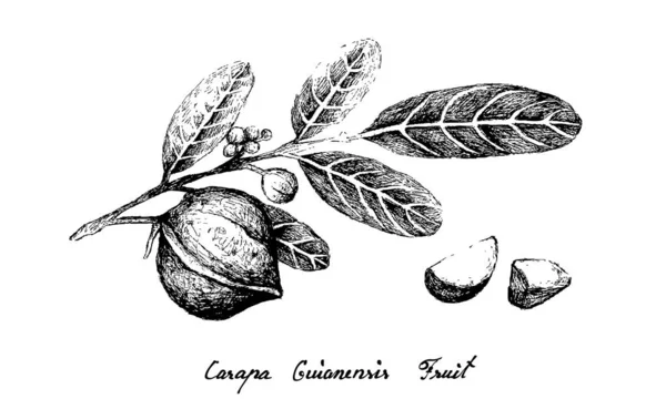 Dibujado a mano de la fruta de Carapa Guianensis en una rama — Vector de stock