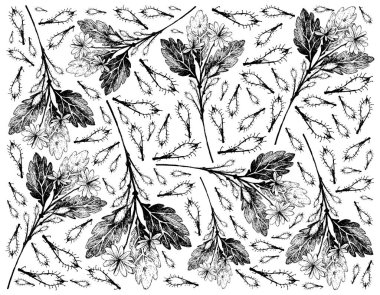 Bitkisel Çiçek ve Bitki, Geleneksel Tıp İçin Kullanılan Celandine Bitkisinin El Tarlası Sağlık ve Hastalıklar Üzerinde Etkisi Var