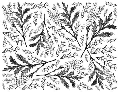 Bitki ve Bitki, Artemisia Absinthium 'un El Çekimi Artemisia Absinthium veya Wormwood Bitkilerinin Koku ve Geleneksel Tıbbın Sağlık ve Hastalıklar Üzerinde Etkisi Var