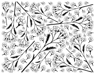 Bitki ve Bitki, Achillea Millefolium 'un El Çizimi Arkaplanı veya Geleneksel Tıp İçin Yarrow Bitkileri ve Biranın Tatlandırılmasında Bitkisel Karışım