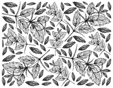 Bitkisel Çiçek ve Bitki, Urtica Dioica 'nın El Tarlası veya Geleneksel Tıp, Gıda ve Çay İçin İğneli Nettle Bitkisi
