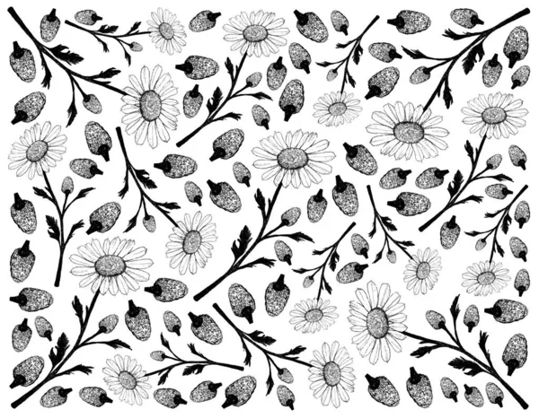 Bylinné Květiny Rostliny Ručně Kreslené Pozadí Heřmánku Nebo Heřmánku Používané — Stockový vektor