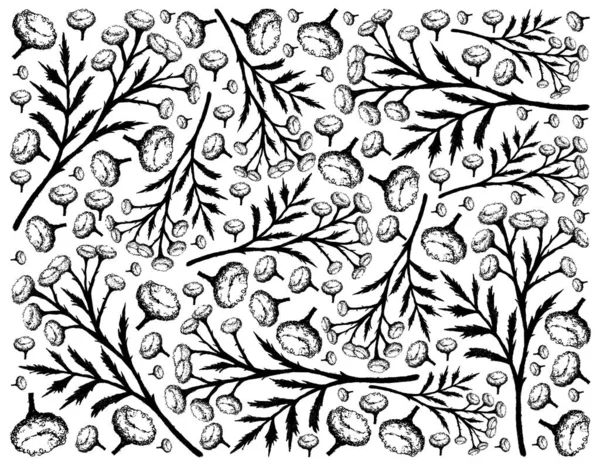 Kwiat Roślina Ziołowa Ręcznie Narysowane Tło Tanacetum Vulgare Tansy Krowy — Wektor stockowy
