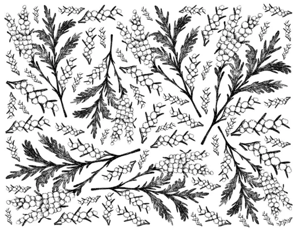 Flor Planta Hierbas Fondo Dibujado Mano Plantas Artemisia Absinthium Ajenjo — Vector de stock