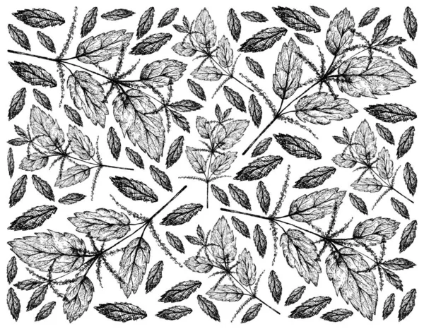 Kräuterblume Und Pflanze Handgezeichneter Hintergrund Der Urtica Dioica Oder Brennnesselpflanze — Stockvektor
