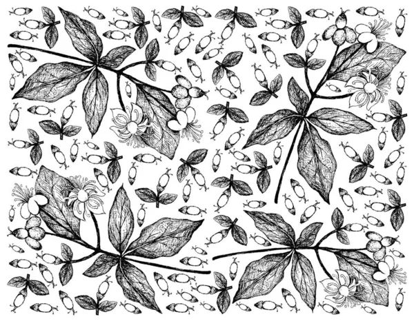 Bylinný Květ Rostlina Ručně Kreslené Pozadí Hypericum Androsaemum Tutsan Nebo — Stockový vektor