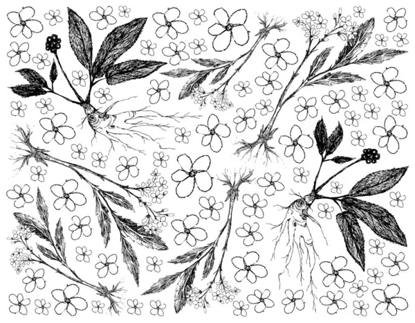 Herbal Flower Plant Hand Drawn Background Valerian Ginseng Plants Used — 스톡 벡터