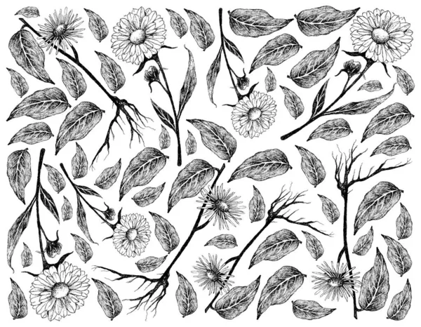 Herbal Flower Plant Hand Drawn Illustration Calendula Marigold Flowers Elecampane — Stock Vector