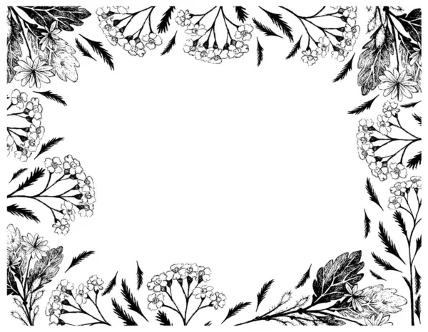 Kwiat Roślina Ziołowa Ręcznie Rysowane Ramy Ilustracji Achillea Millefolium Lub — Wektor stockowy