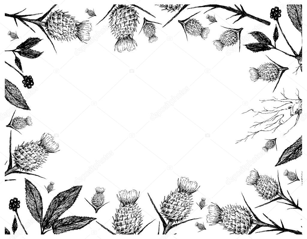 Herbal Flower and Plant, Hand Drawn Illustration Frame of Silybum Marianum, Cardus Marianus or Milk Thistle and and Ginseng Root Used for Traditional Medicine