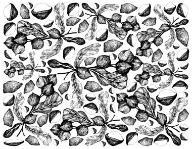 Fındık ve Fasulye, El Çizimi Çizimi Kabuklu ve Kabuksuz Macadamia Fındıkları, İyi Beslenme Fiberi, Vitaminler ve Mineraller