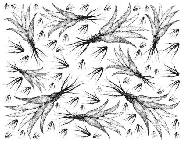Kräuter Und Pflanzen Handgezeichnete Illustrationen Hintergrund Der Grünen Aloe Vera — Stockvektor