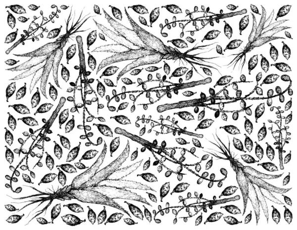Kräuter Und Pflanzen Handgezeichnete Illustrationen Hintergrund Von Serenoa Repens Oder — Stockvektor