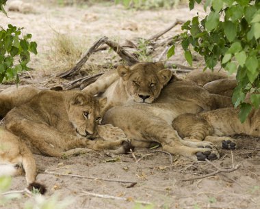 Gündüz uyku bazı aslanlar yavrularını