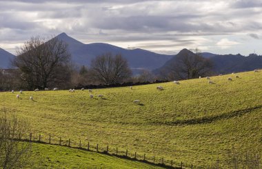 Tarlada otlayan bir koyun sürüsü