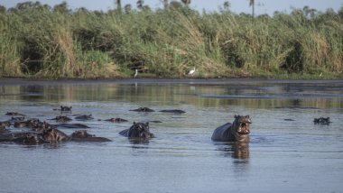 Gölde banyo su aygırı Grup
