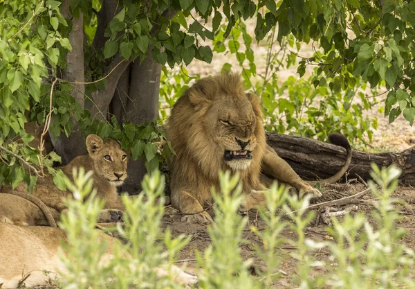 Ein Löwe Mit Seinem Kalb Afrikanischen Dschungel — Stockfoto