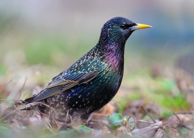Otların arasında ortak Starling poz parlayan 